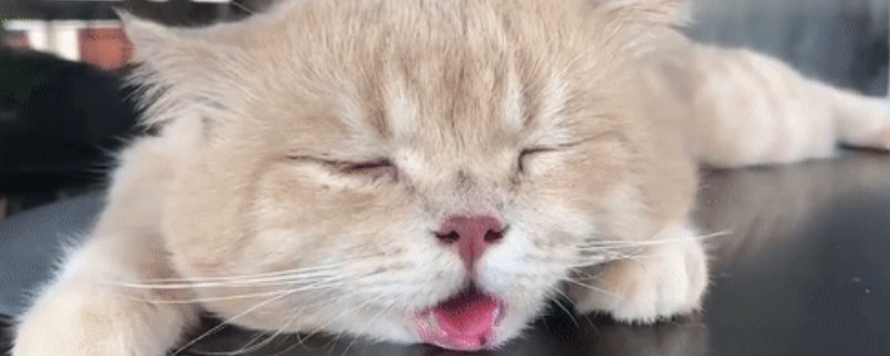 猫咪热的时候吐舌头呼吸急促怎么办
