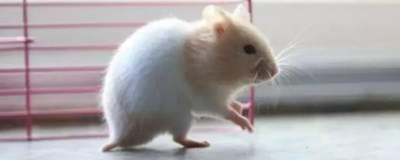 仓鼠怎么抓