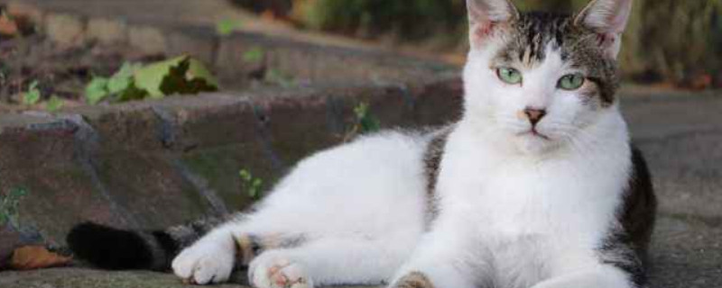 为什么不能养双猫