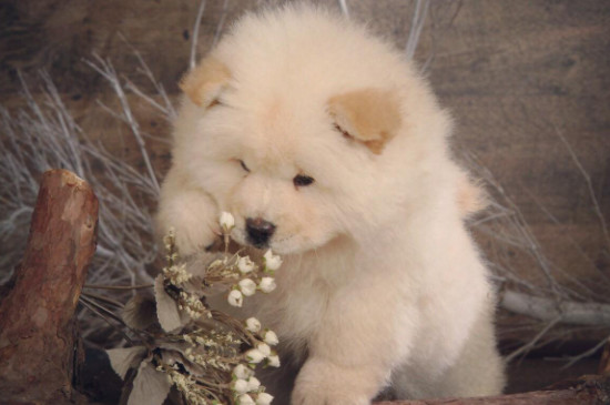松狮犬怎么教