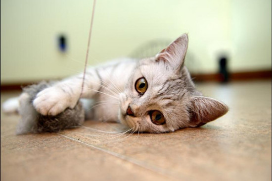猫咪洗澡水温度一般多少度