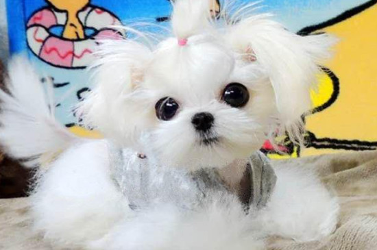 马尔济斯犬几岁 剪毛