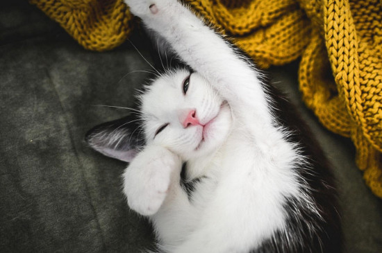 猫咪惊吓过度会死亡吗