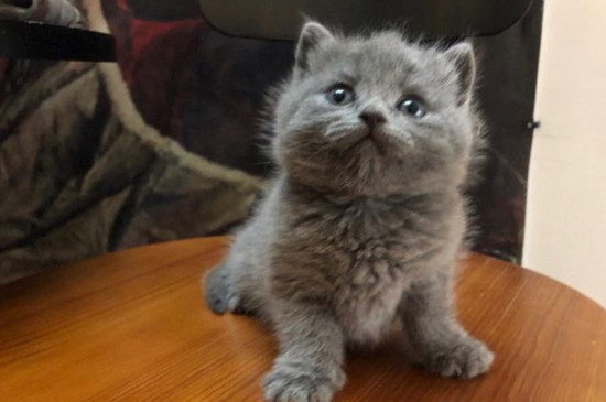 家猫身上有跳蚤怎么办?