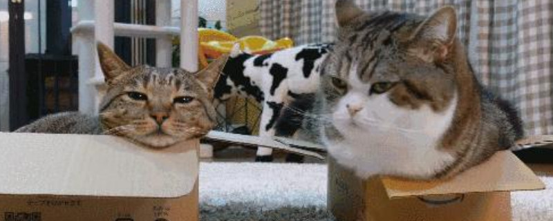 猫咪吸蚊香多久会死
