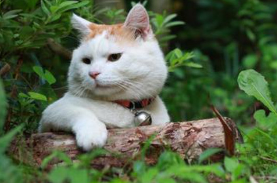第一次养猫要注意什么
