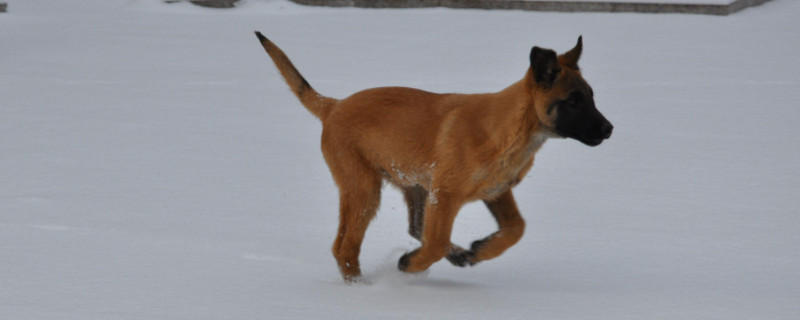 零下十度马犬能冻死吗