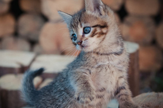一个月的猫咪怎么养?