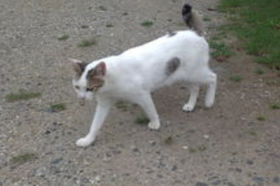 猫瘟七天没死是不是就快好了