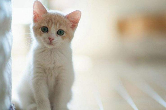 小猫爱咬人手玩是怎么回事