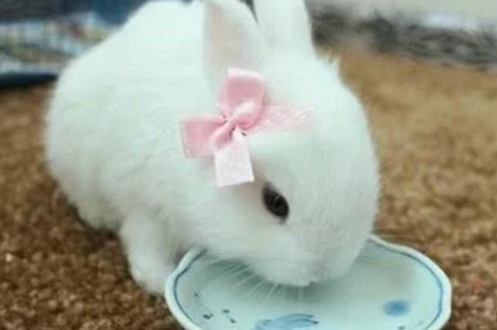 为什么兔子碰水会死掉