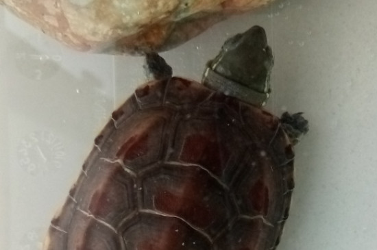 乌龟会热死吗