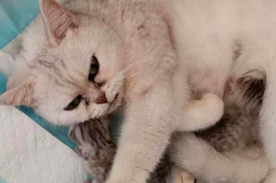 猫生产为什么要主人守着