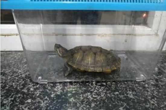 乌龟可以和金鱼一起放鱼缸养吗