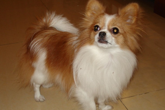 蝴蝶犬为什么喜欢咬主人