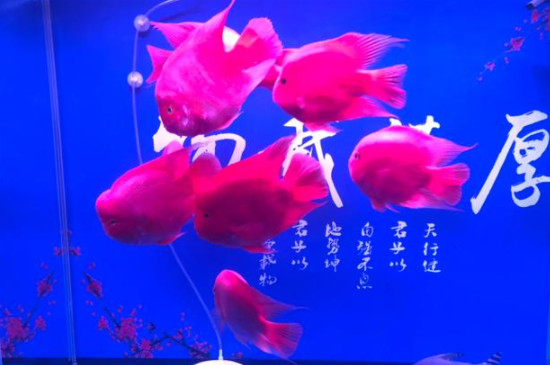 鹦鹉变白还能养回来吗