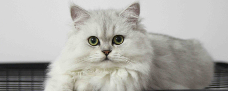 金吉拉猫的寿命一般多长
