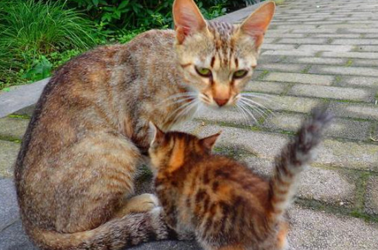 美短猫怎么养 美短猫喂养注意事项