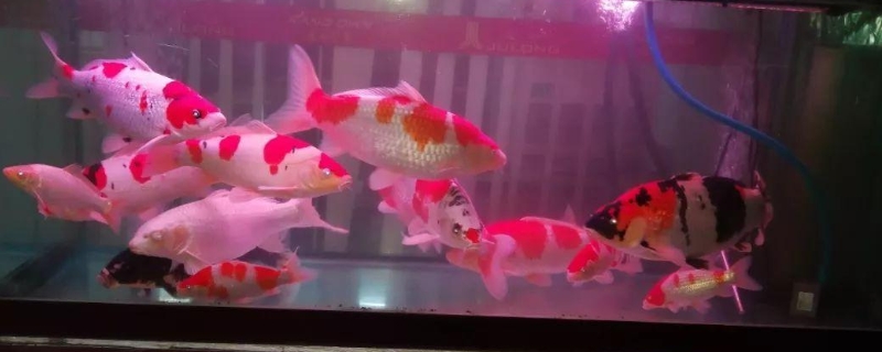 鲤鱼甩籽在晚上还是早上