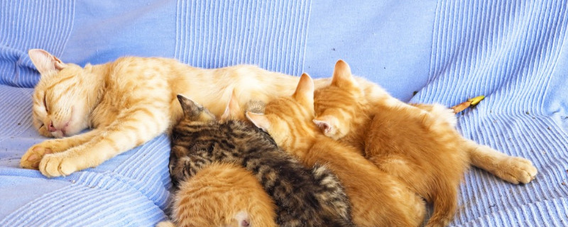 小猫送走怎么安抚母猫
