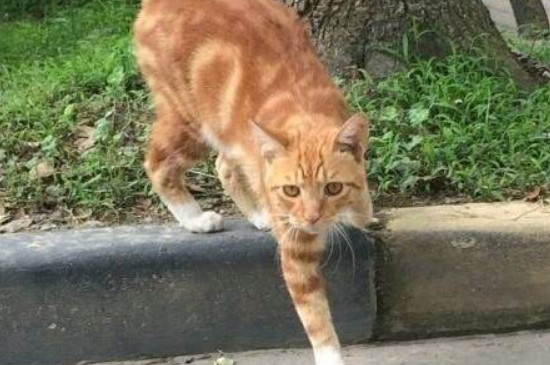 怎样让猫咪喜欢你甚至依赖你