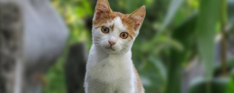 小猫为什么喜欢咬人手怎么办