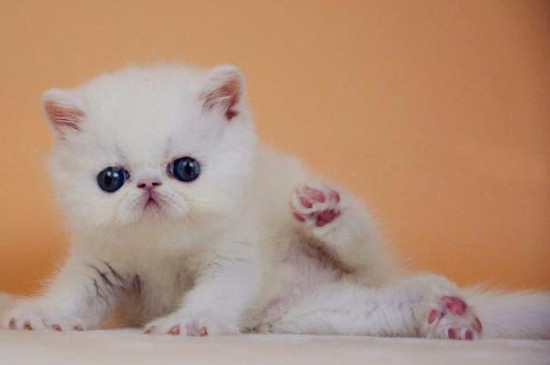 怎么养猫