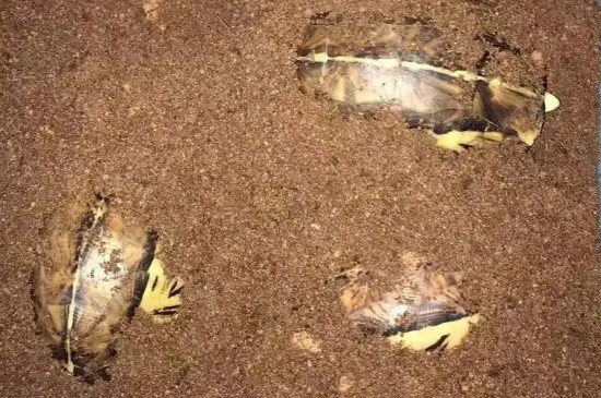 草龟冬眠吗