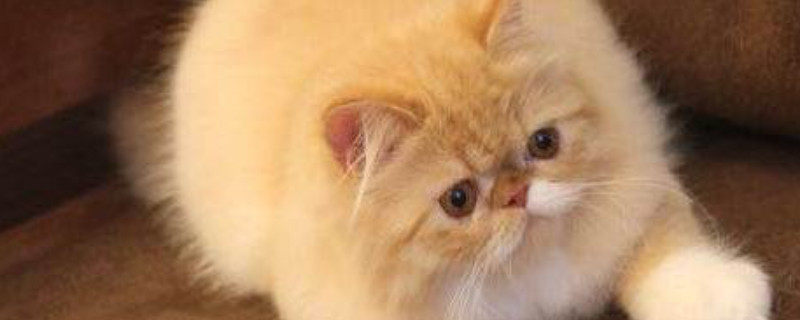 拿破仑猫怎么看品相
