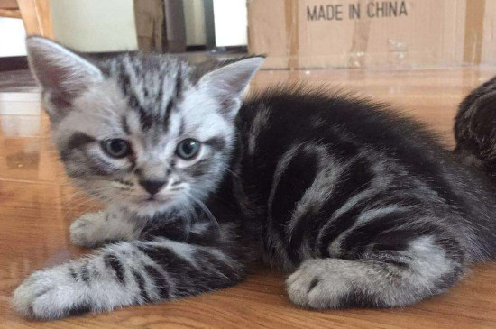 虎斑猫为什么不能养