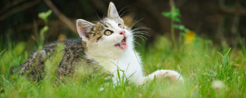 猫咪需要磨牙吗