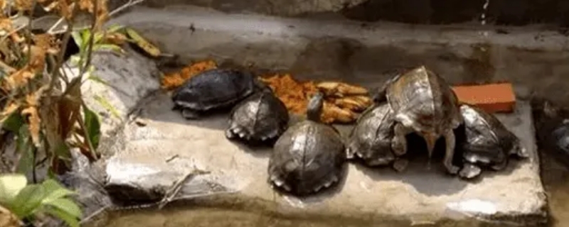 幼龟吃什么食物呢