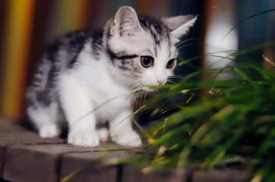 猫咪呕吐奶白色粘液能自愈吗