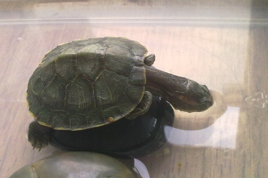 乌龟死后头是伸着还是缩着