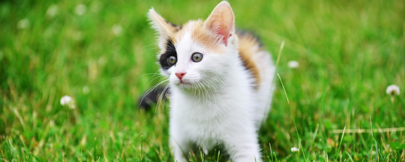猫咪可以喝温水吗