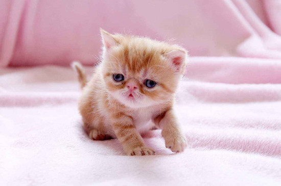 小奶猫对人哈气怎么处理