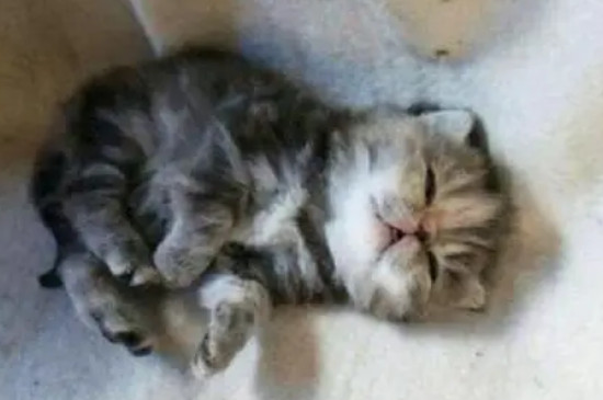 刚出生的小猫怎么人工喂养