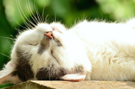 猫咪嘴边长癣怎么处理