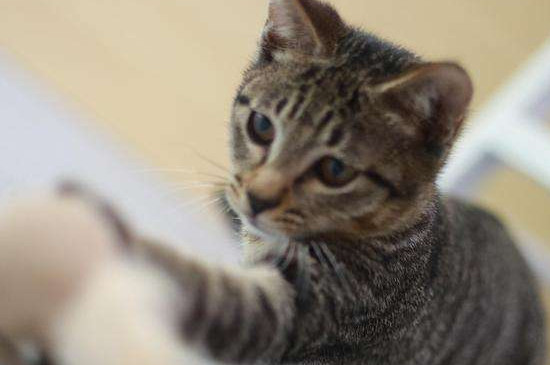 猫多大可以驱虫