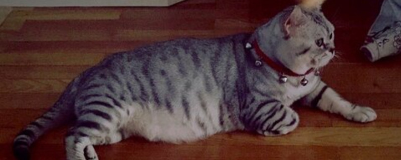 美短猫怎么养 美短猫喂养注意事项