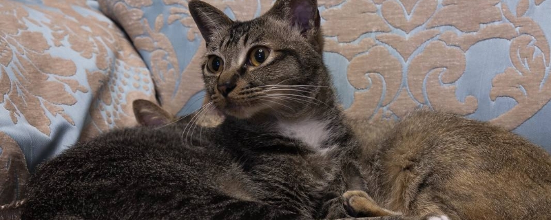 小猫几个月开始不咬人