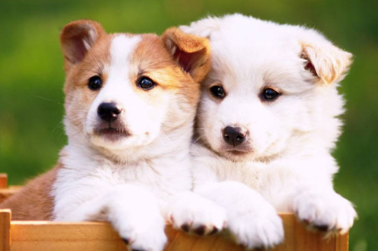刚出生的狗有狂犬病吗