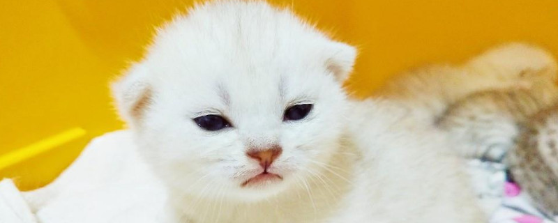 小奶猫快不行的表现
