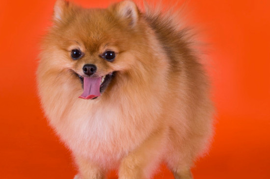 博美犬能吃什么水果