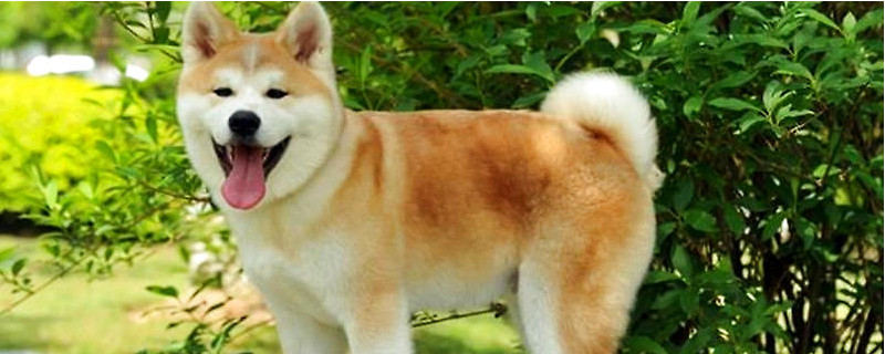 秋田犬怎么样