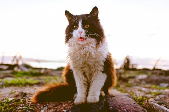 猫咪拉屎臭什么原因