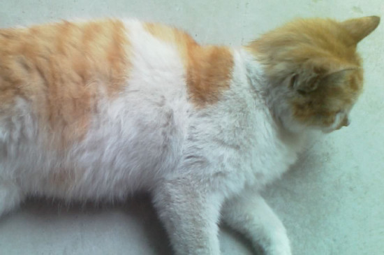 猫咪发烧什么症状