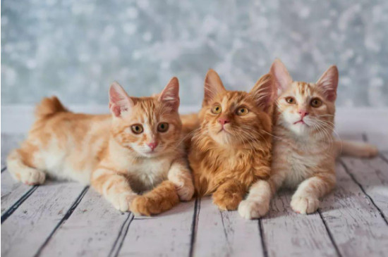 新手养猫的注意事项
