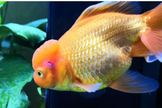 鱼肚子大炸鳞了什么原因