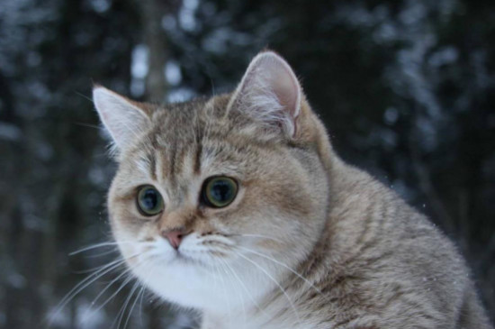 猫换新主人和新环境适应期几天?